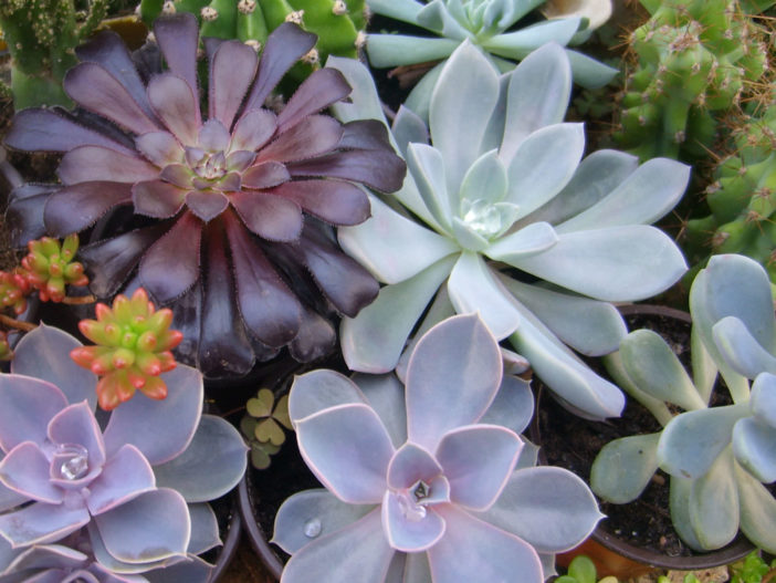 Succulent Plants