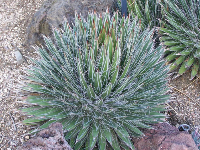 Agave filifera - Thread Leaf Agave