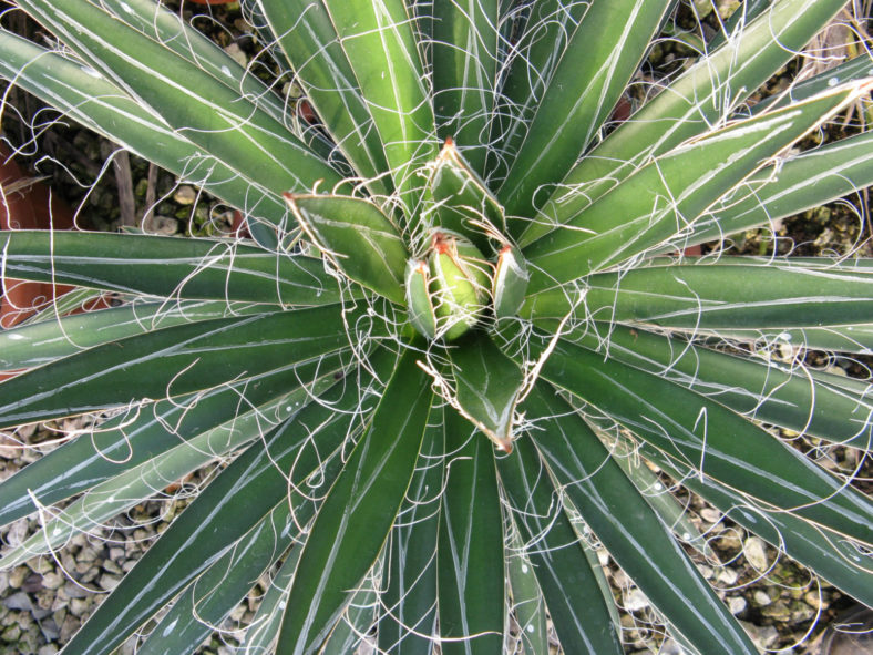 Agave filifera (Thread Leaf Agave)