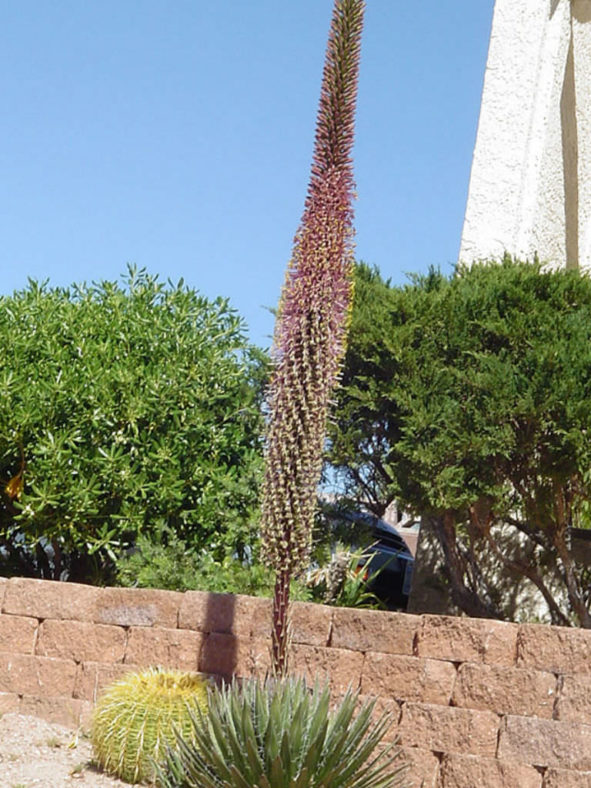 Agave filifera (Thread Leaf Agave)