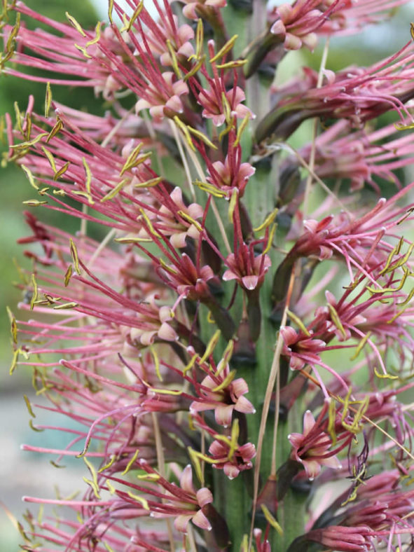 Agave filifera (Thread Leaf Agave)