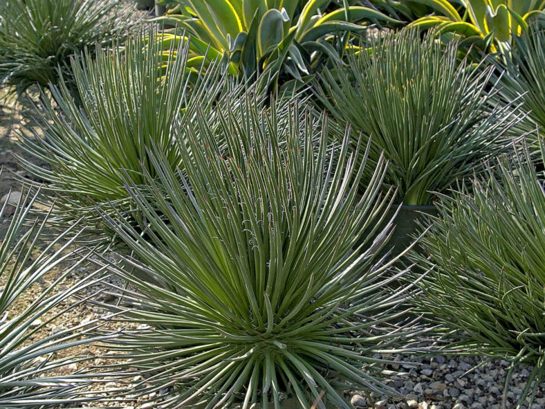 Agave geminiflora - Twin Flowered Agave