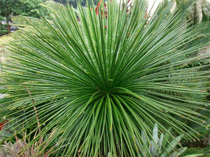 Agave geminiflora - Twin Flowered Agave