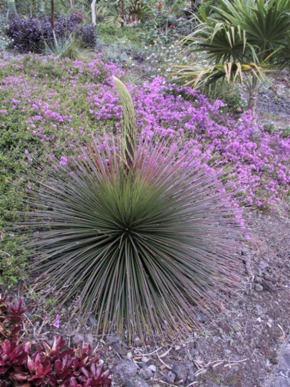 Agave geminiflora - Twin Flowered Agave