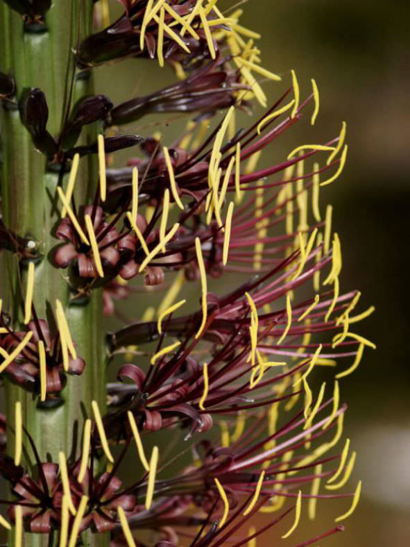 Agave geminiflora - Twin Flowered Agave