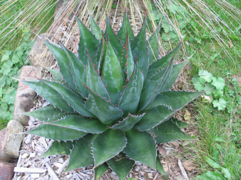 Agave montana - Mountain Agave