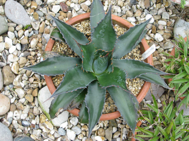 Agave montana - Mountain Agave