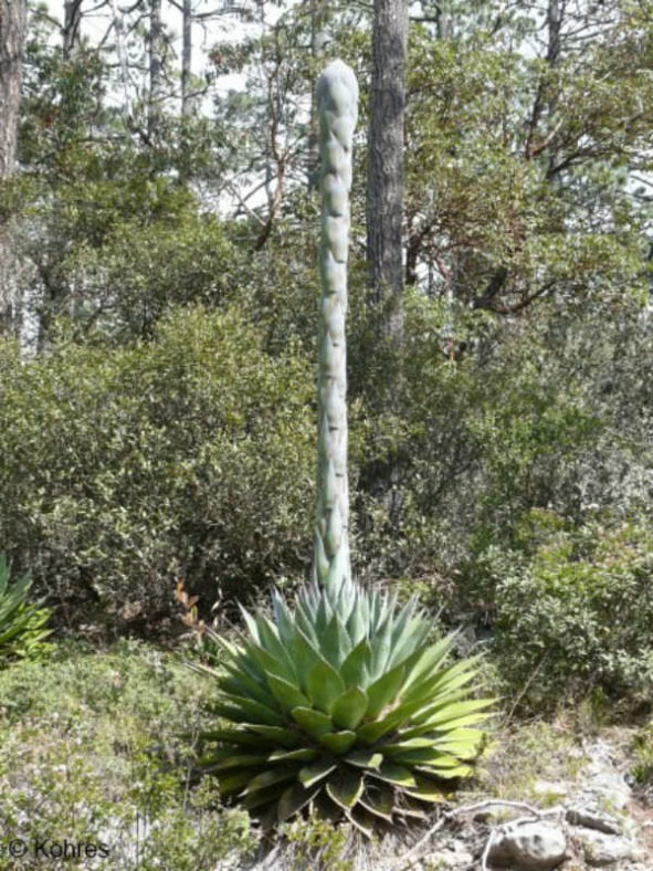 Agave montana - Mountain Agave