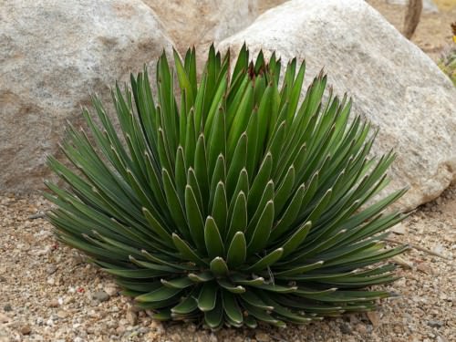 Agave ocahui