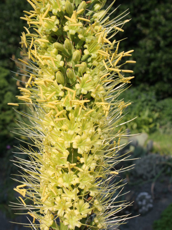 Agave ocahui