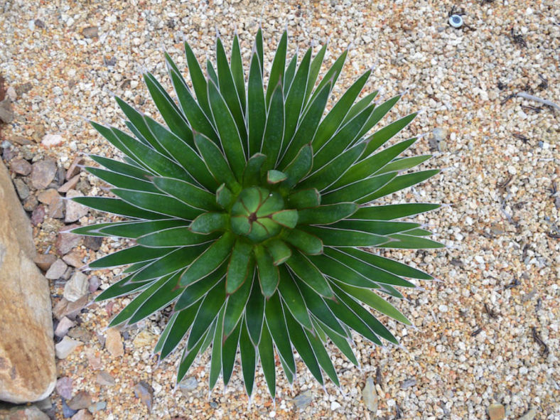 Agave ocahui