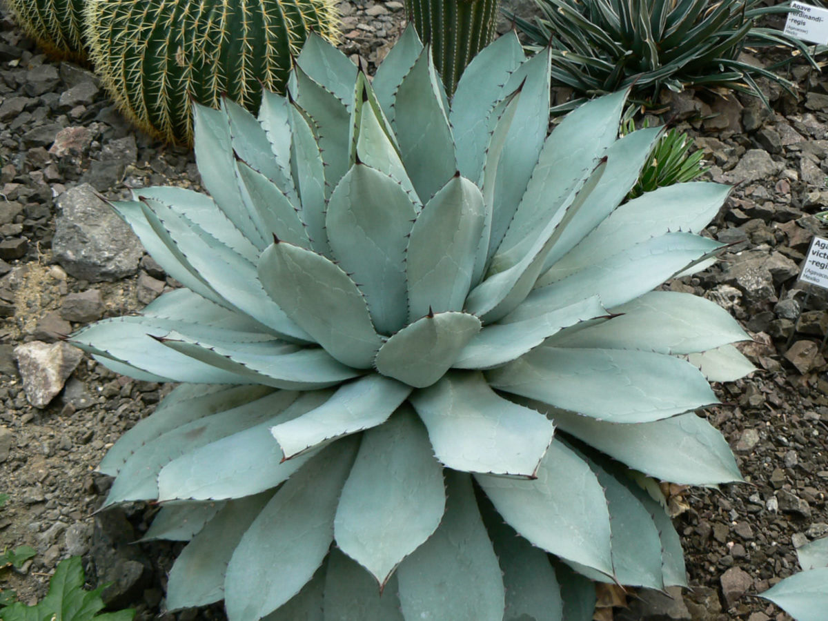 Agave Potatorum (Butterfly Agave) - World Of Succulents