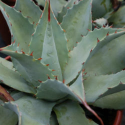 Agave potatorum (Butterfly Agave) - World of Succulents
