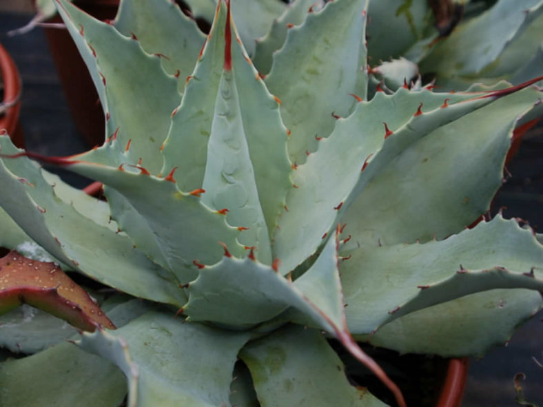 Agave potatorum - Butterfly Agave