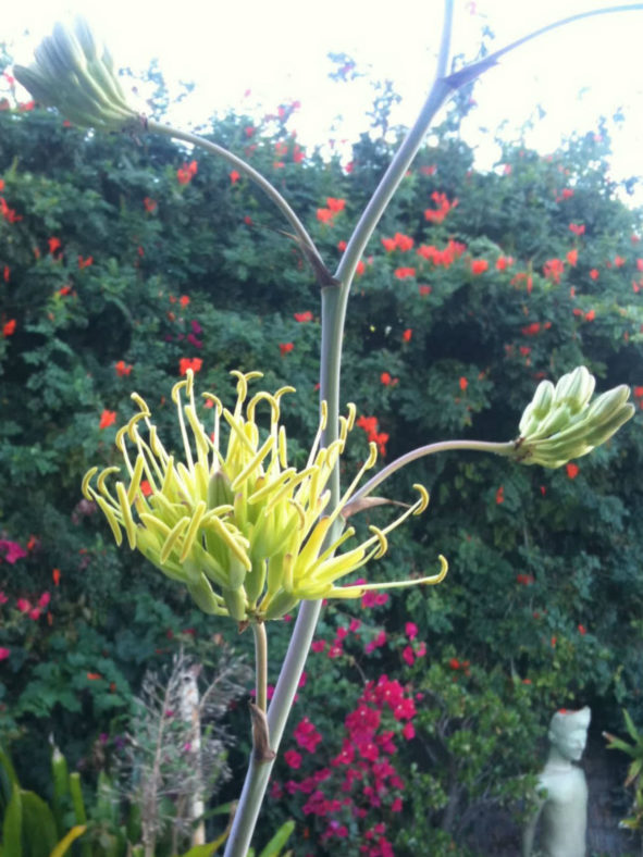 Agave potatorum - Butterfly Agave
