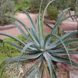 Agave vilmoriniana (Octopus Agave) - World of Succulents