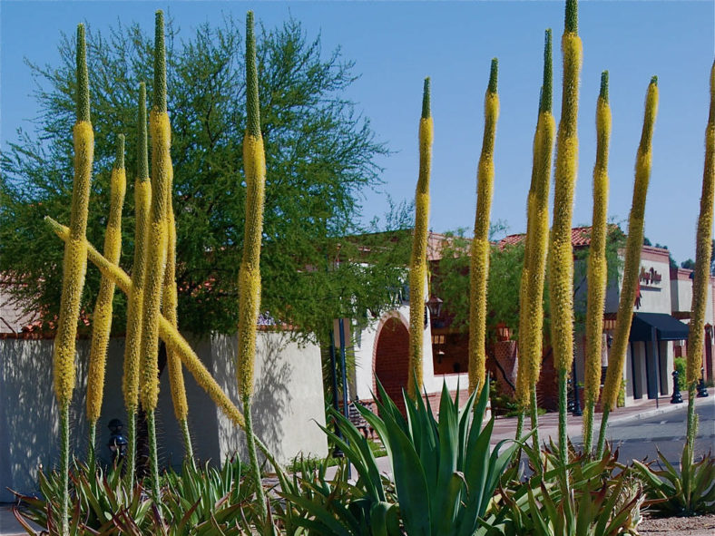 Agave vilmoriniana (Octopus Agave)