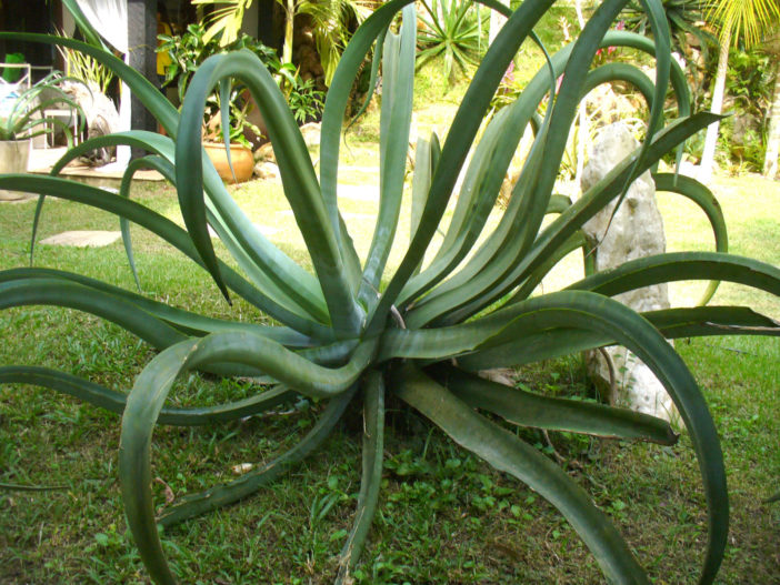 Agave vilmoriniana (Octopus Agave)