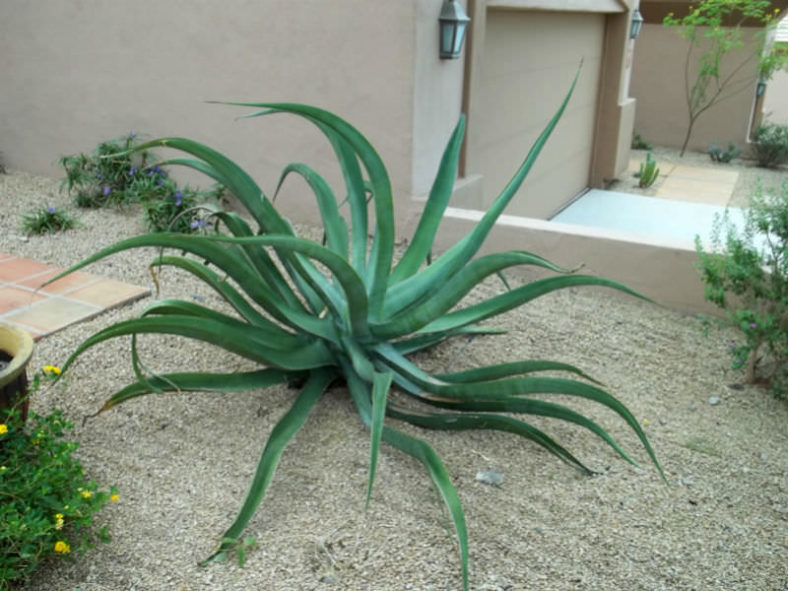 Agave vilmoriniana (Octopus Agave)