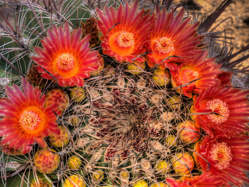 When Does a Barrel Cactus Bloom? World of Succulents