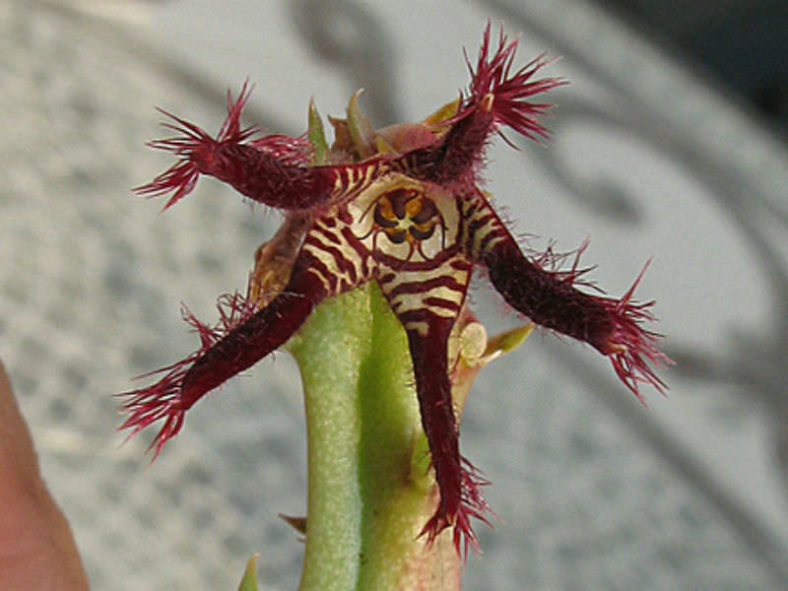 Caralluma adscendens