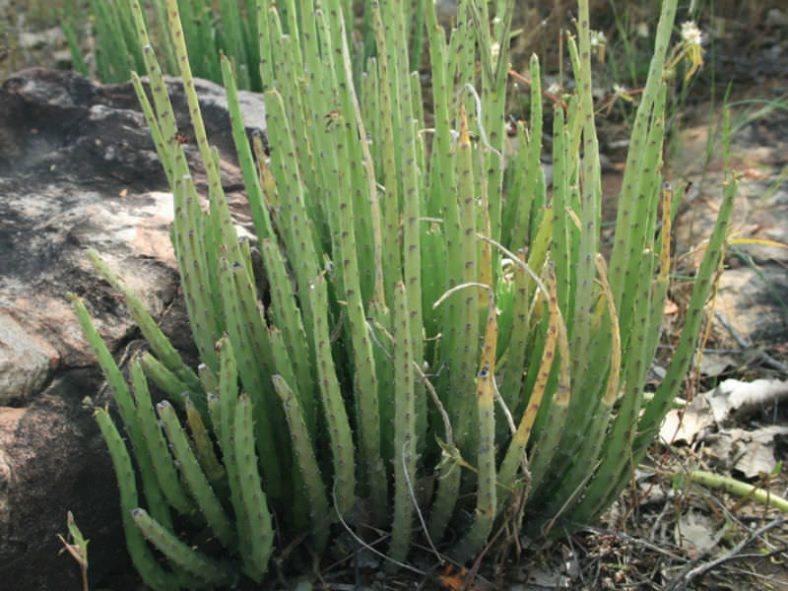 Caralluma adscendens