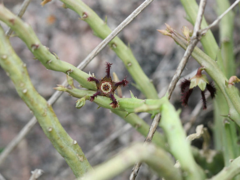 Caralluma adscendens