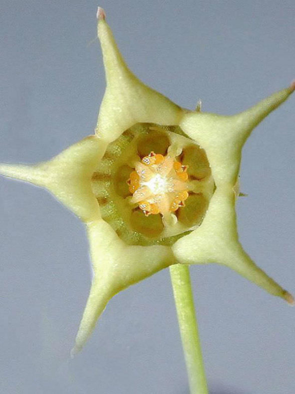 Caralluma edulis