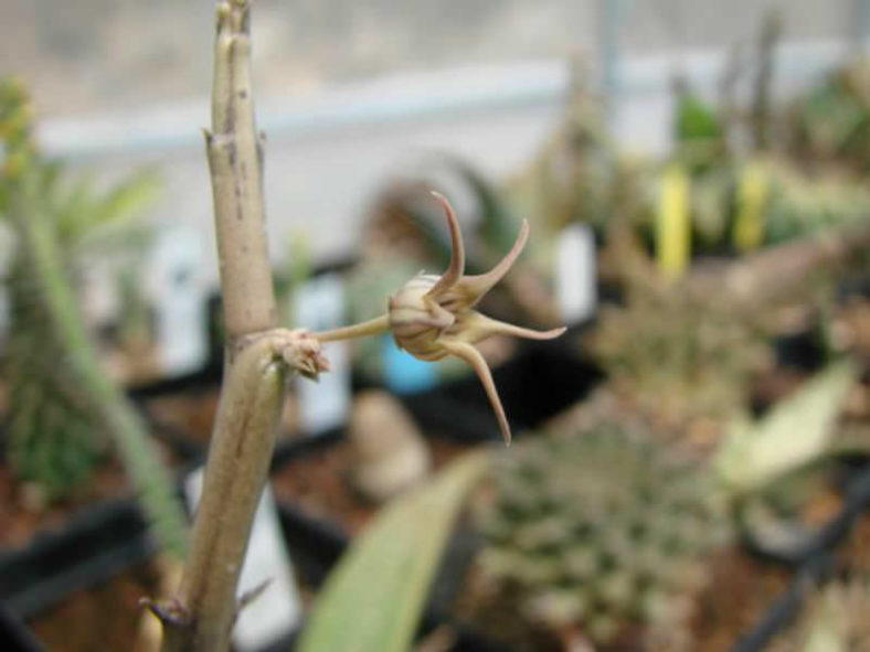Caralluma edulis