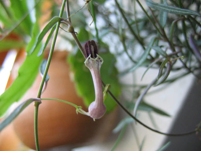 Ceropegia linearis