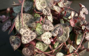 Ceropegia linearis subsp. woodii (String of Hearts) Ceropegia linearis subsp. woodii (String of Hearts) aka Ceropegia woodii