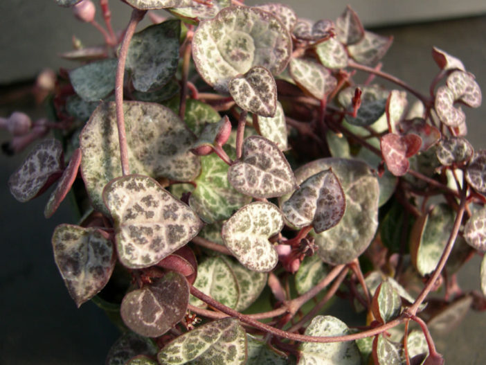 Ceropegia linearis subsp. woodii (String of Hearts) aka Ceropegia woodii