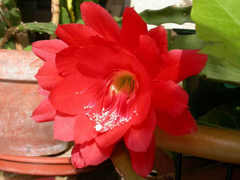 Disocactus ackermannii (Red Orchid Cactus)