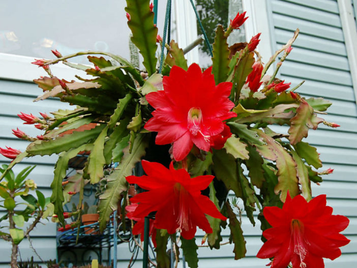Disocactus ackermannii (Red Orchid Cactus)