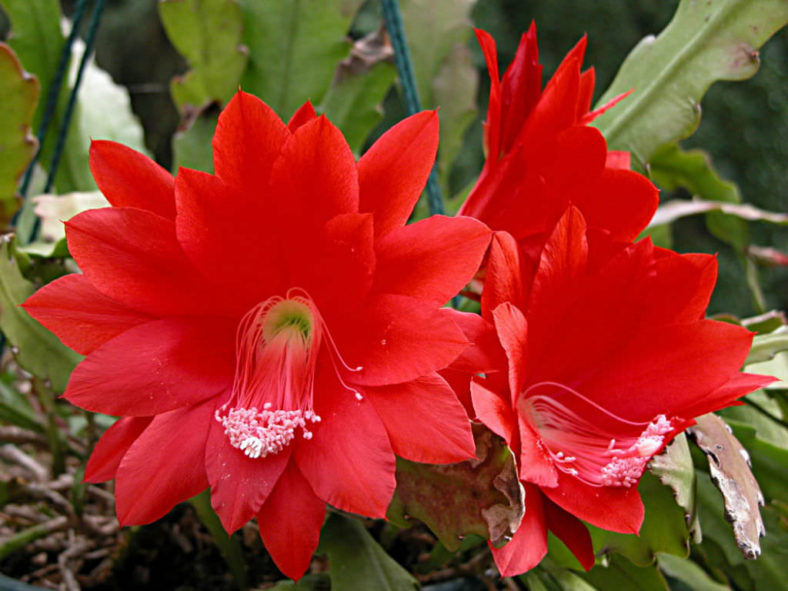 Disocactus ackermannii (Red Orchid Cactus)