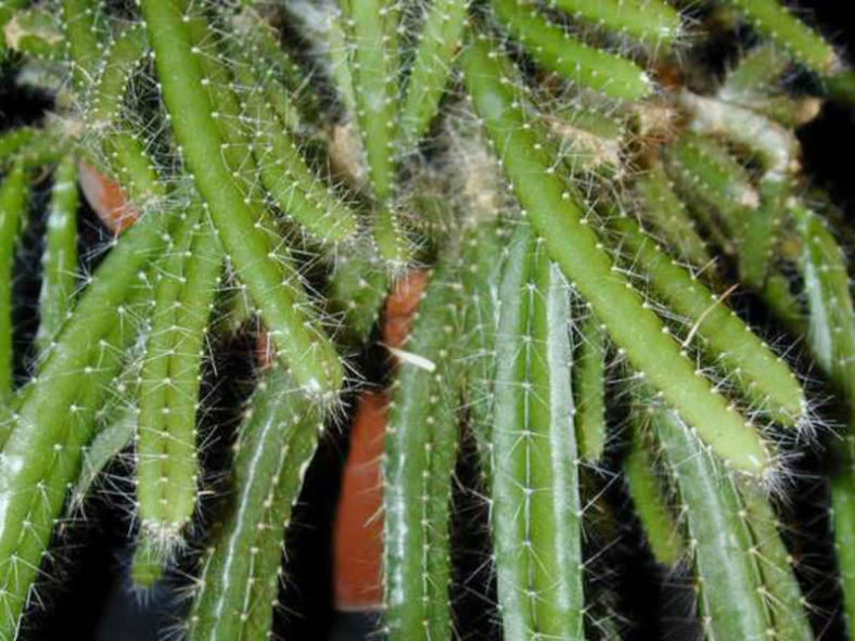 Disocactus speciosus - Sun Cereus