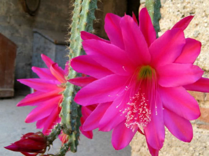 Disocactus speciosus - Sun Cereus