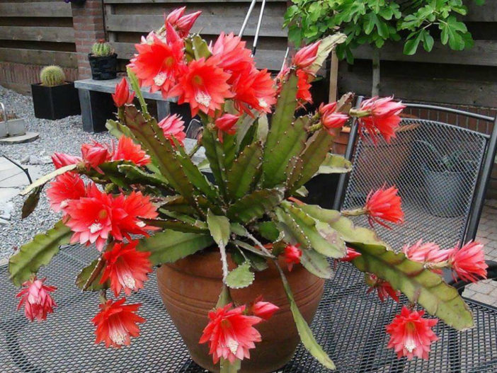 Disocactus × hybridus (Orchid Cactus) - World of Succulents