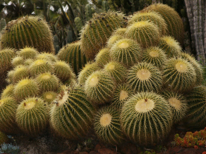 Echinocactus grusonii