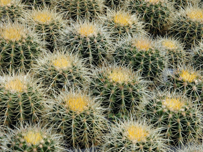 Echinocactus grusonii - Golden Barrel Cactus