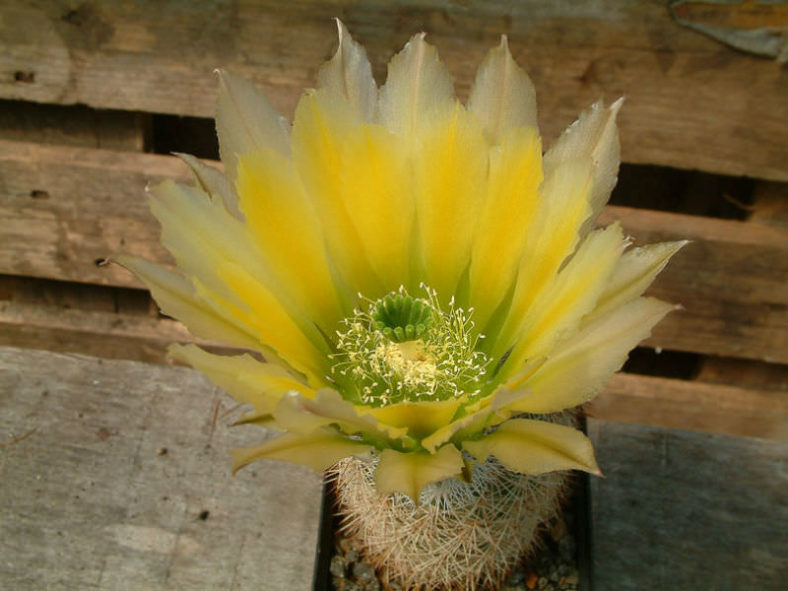 Echinocereus dasyacanthus (Texas Rainbow Cactus)