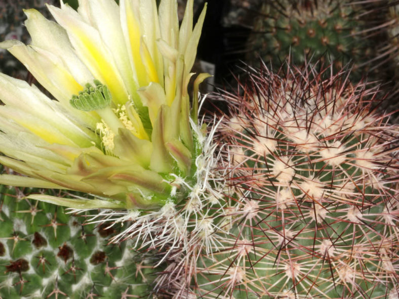 Echinocereus dasyacanthus (Texas Rainbow Cactus)