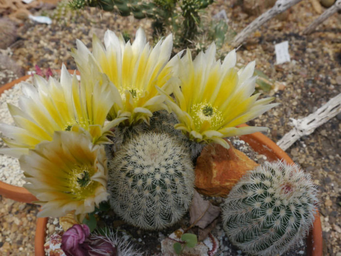 Echinocereus dasyacanthus (Texas Rainbow Cactus)