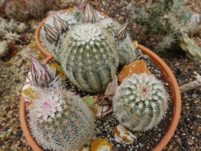 Echinocereus dasyacanthus - Texas Rainbow Cactus