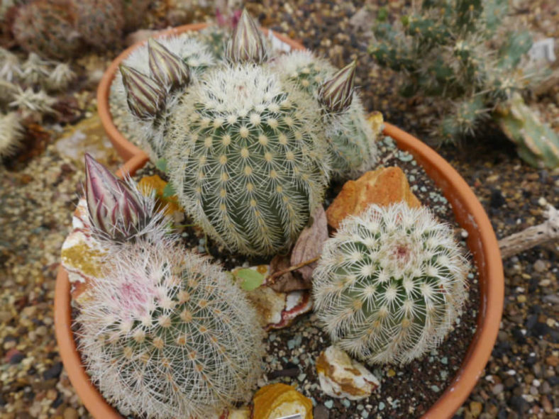 Echinocereus dasyacanthus - Texas Rainbow Cactus