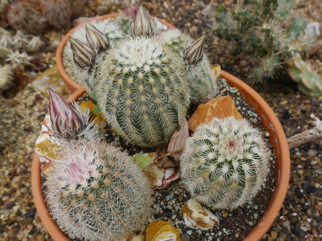 Echinocereus Dasyacanthus Texas Rainbow Cactus Seeds