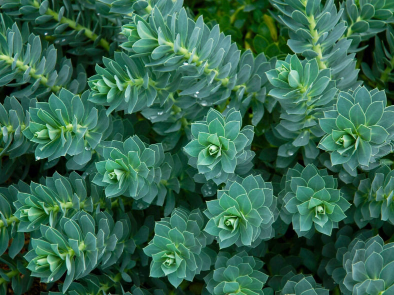 Euphorbia myrsinites (Myrtle Spurge)