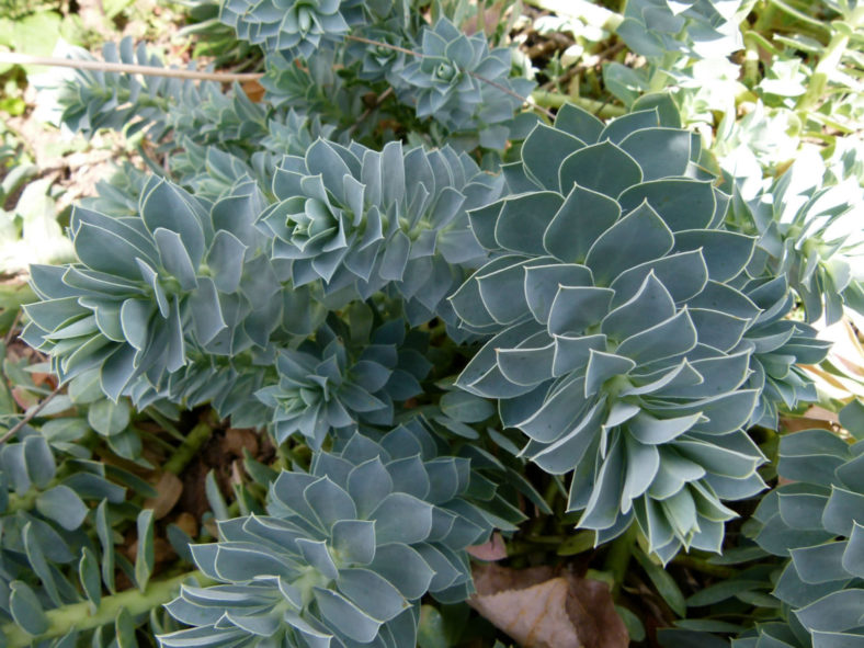 Euphorbia myrsinites (Myrtle Spurge)