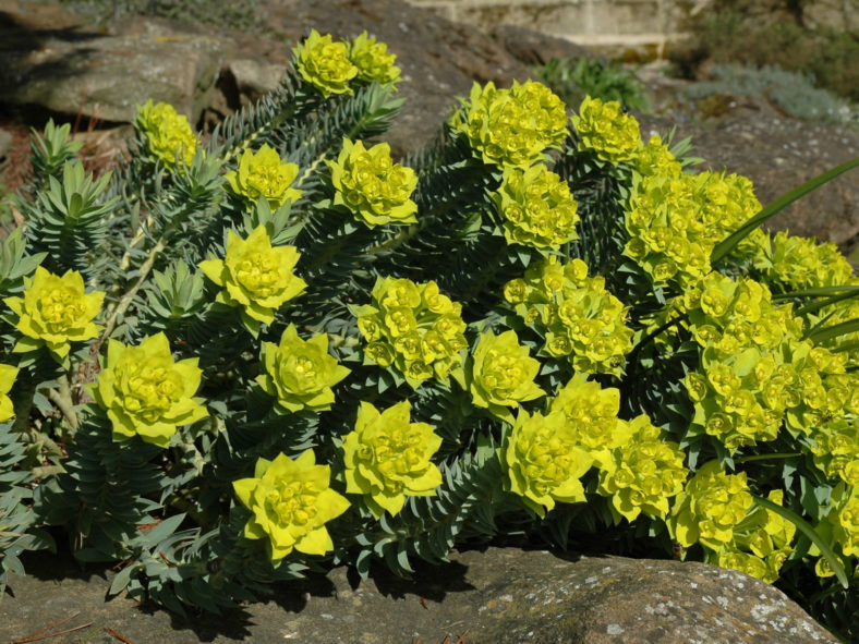 Euphorbia myrsinites (Myrtle Spurge)