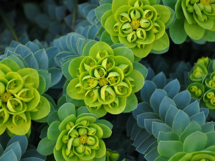 Euphorbia myrsinites (Myrtle Spurge)